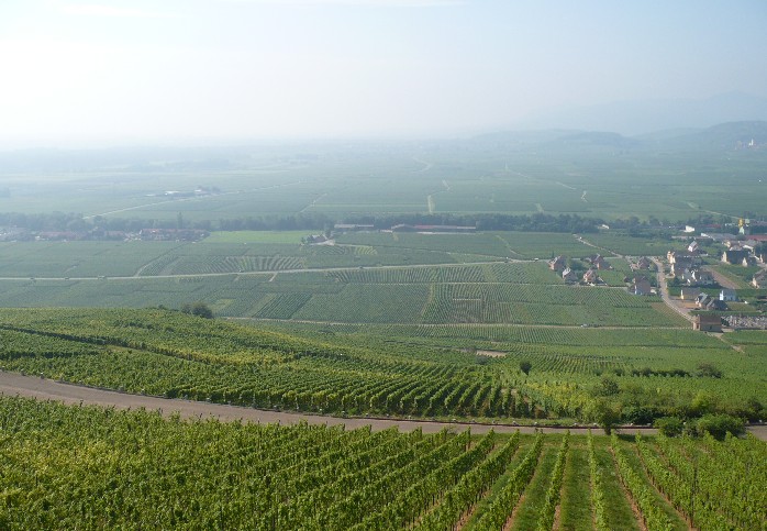vignobles